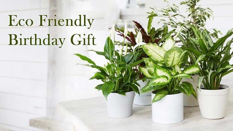 5 Eco Friendly Birthday Gift Ideas
