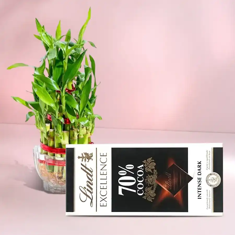 Two-tier Lucky Bamboo Plant in glass pot with Lindt chocolate gift.