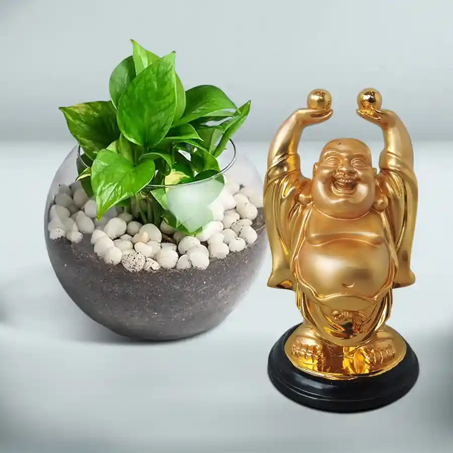Combo of Laughing Buddha and Money Plant in a glass vase for positive energy.
