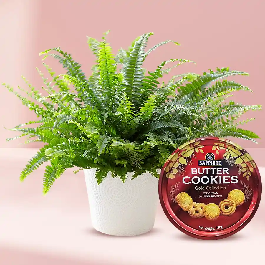 A delightful gift set featuring a Bostern Fern plant in a plastic pot accompanied by Sapphire Danish Cookies.