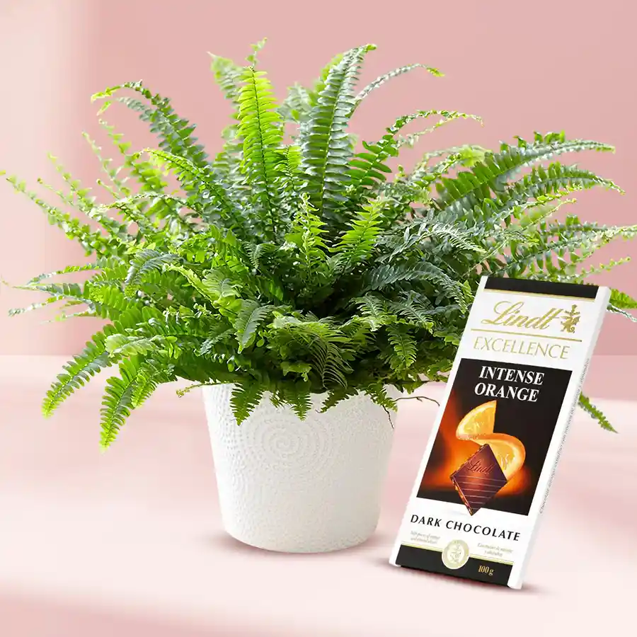 A Bostern Fern Plant with a Lindt Excellence Chocolate Bar in a plastic pot, perfect for gifting.