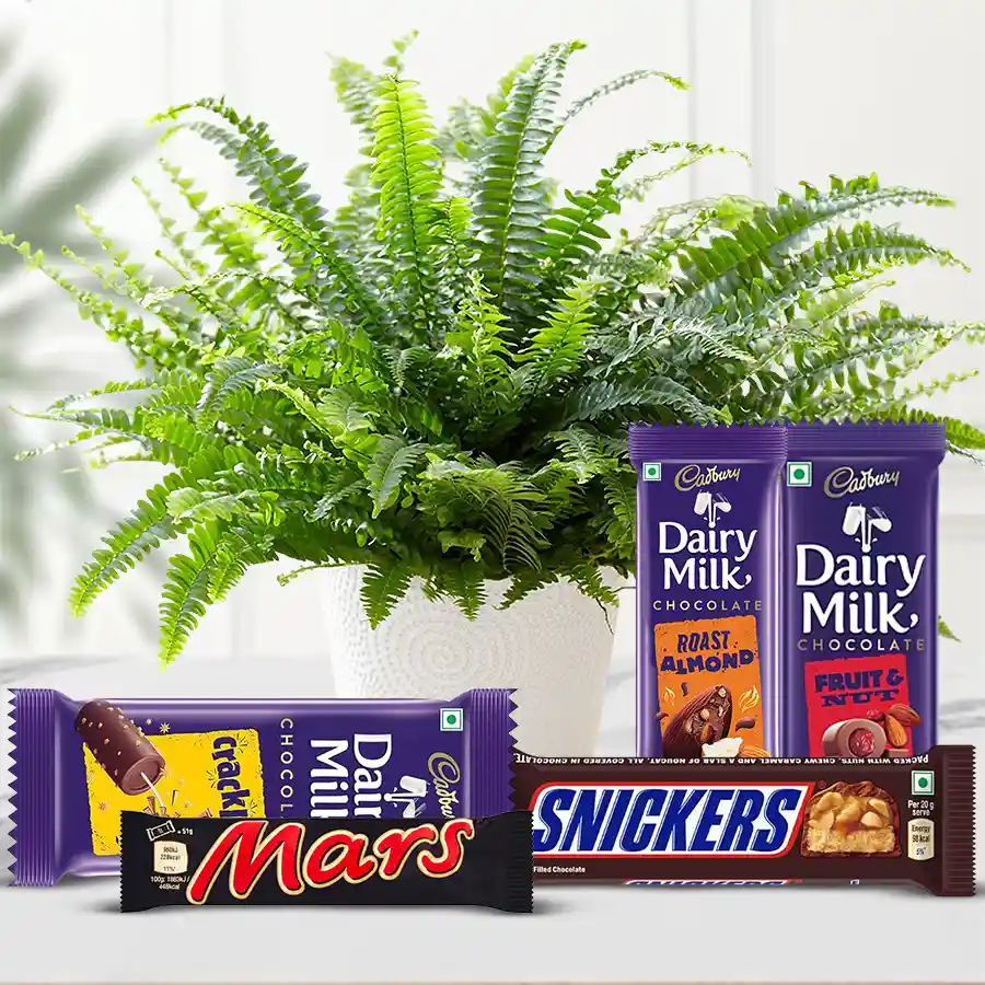 A charming Bostern Fern plant in a plastic pot with assorted chocolates including Mars and Cadbury.