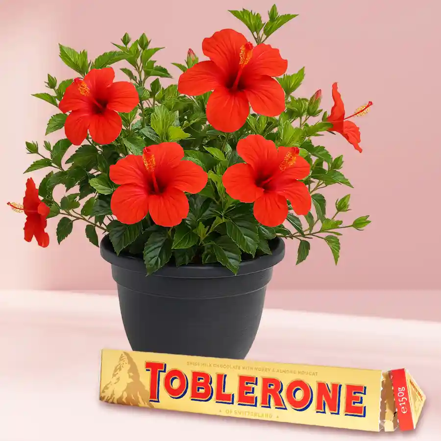 Outdoor hibiscus plant in a plastic pot with Toblerone chocolate.
