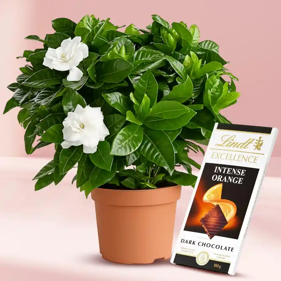 Flowering Jasmine Plant in a plastic pot with Lindt Excellence Chocolate Bar gift combo.