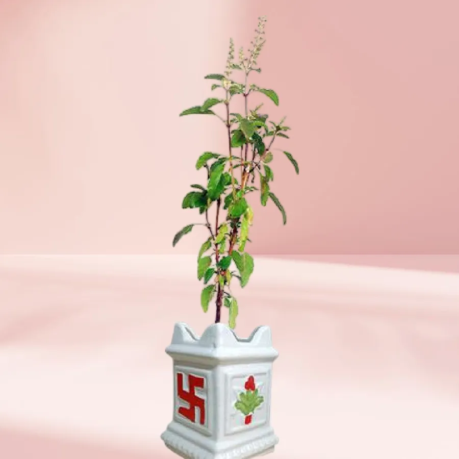Holy Tulsi Plant in a stylish ceramic pot, perfect for outdoor spaces and health benefits.