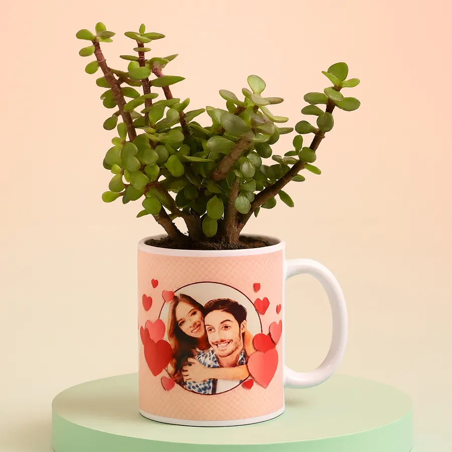 A jade plant housed in a customized mug, symbolizing good luck and enhancing indoor air quality, measuring between 3 to 7 inches tall.