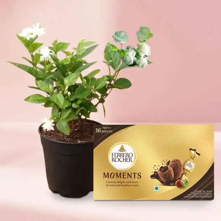 Aromatic Jasmine Plant paired with Ferrero Rocher chocolates in a black tub.