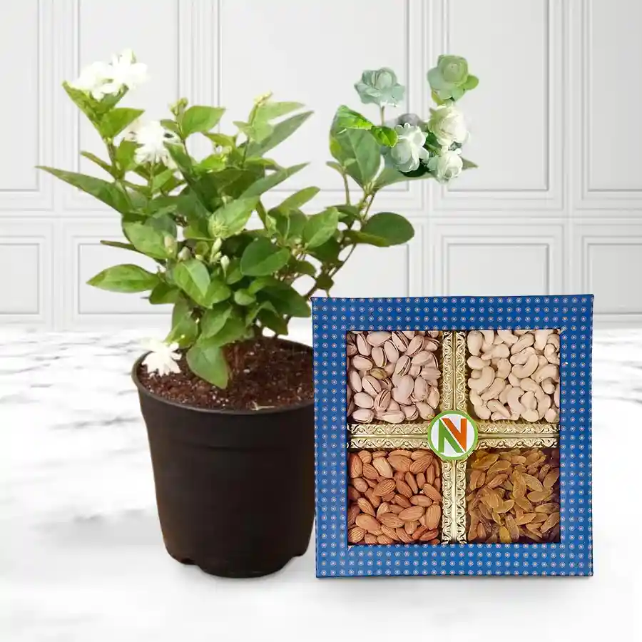 Exotic hamper featuring a Jasmine plant in a yellow pot and 200g of dry fruits.