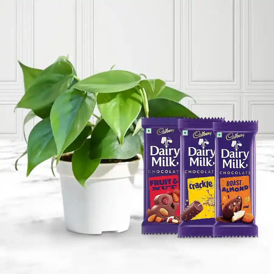 Indoor Air Purifying Philodendron Plant with Cadbury chocolates bundle.