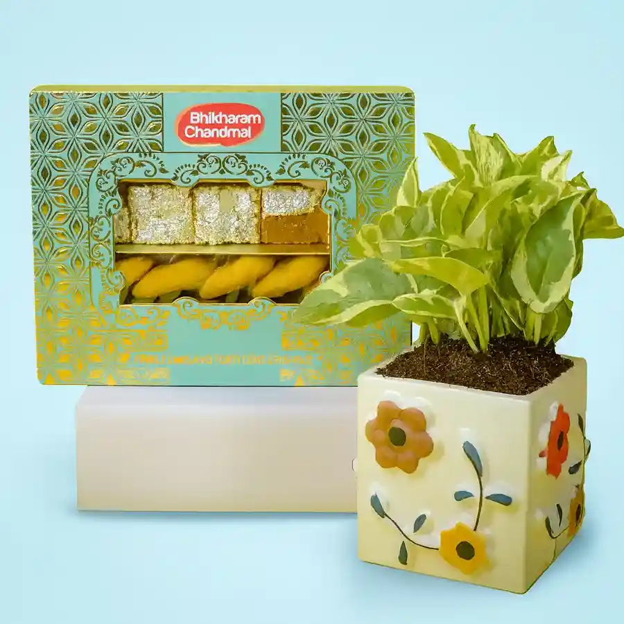 Golden Pothos plant in a white tub with a 400g mix of mithai, perfect for gifting.