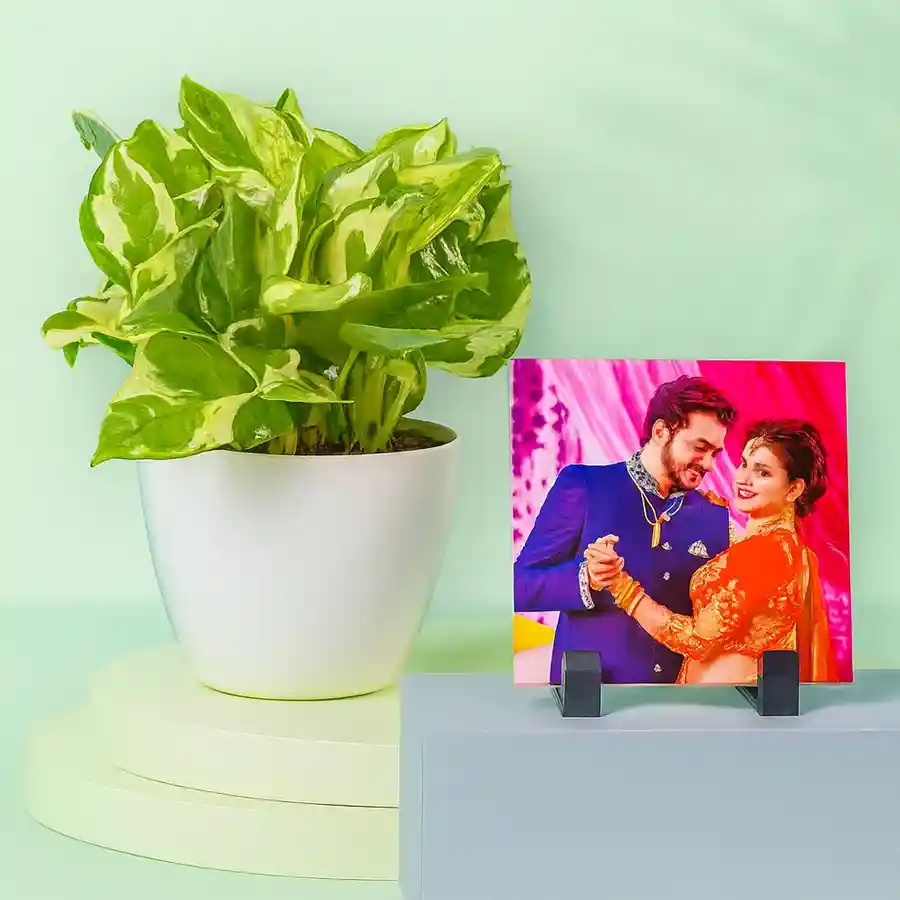 Air Purifying Golden Pothos Plant paired with personalized photo tile for heartfelt gifting.