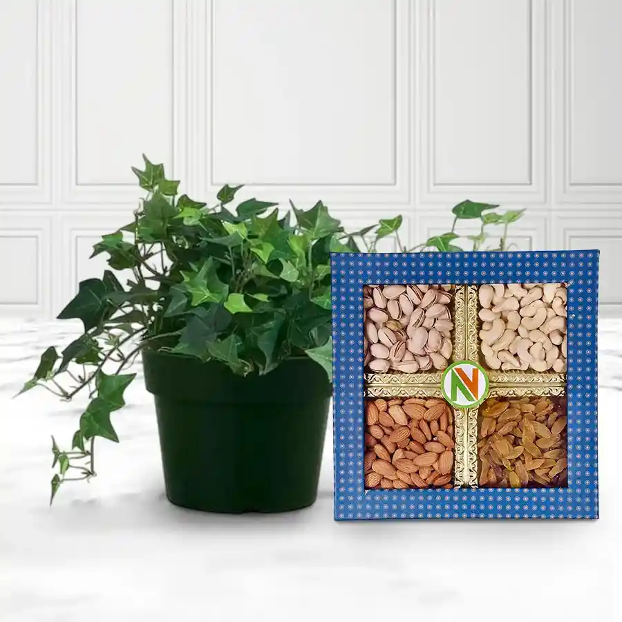 Air Purifying English Ivy Plant with Assorted Dried Fruits Combo.
