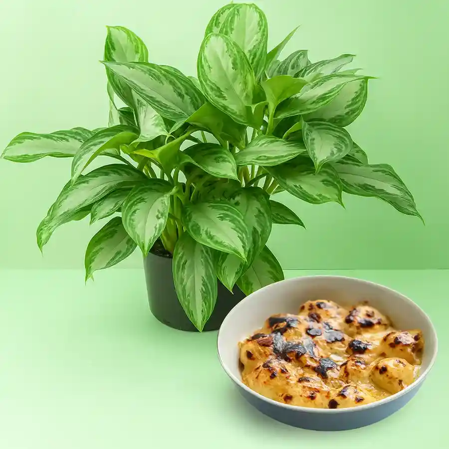 Green Serenity & Sweet Delights Gift featuring Aglaonema Modestum plant and Balaram Mullick Rasgulla.