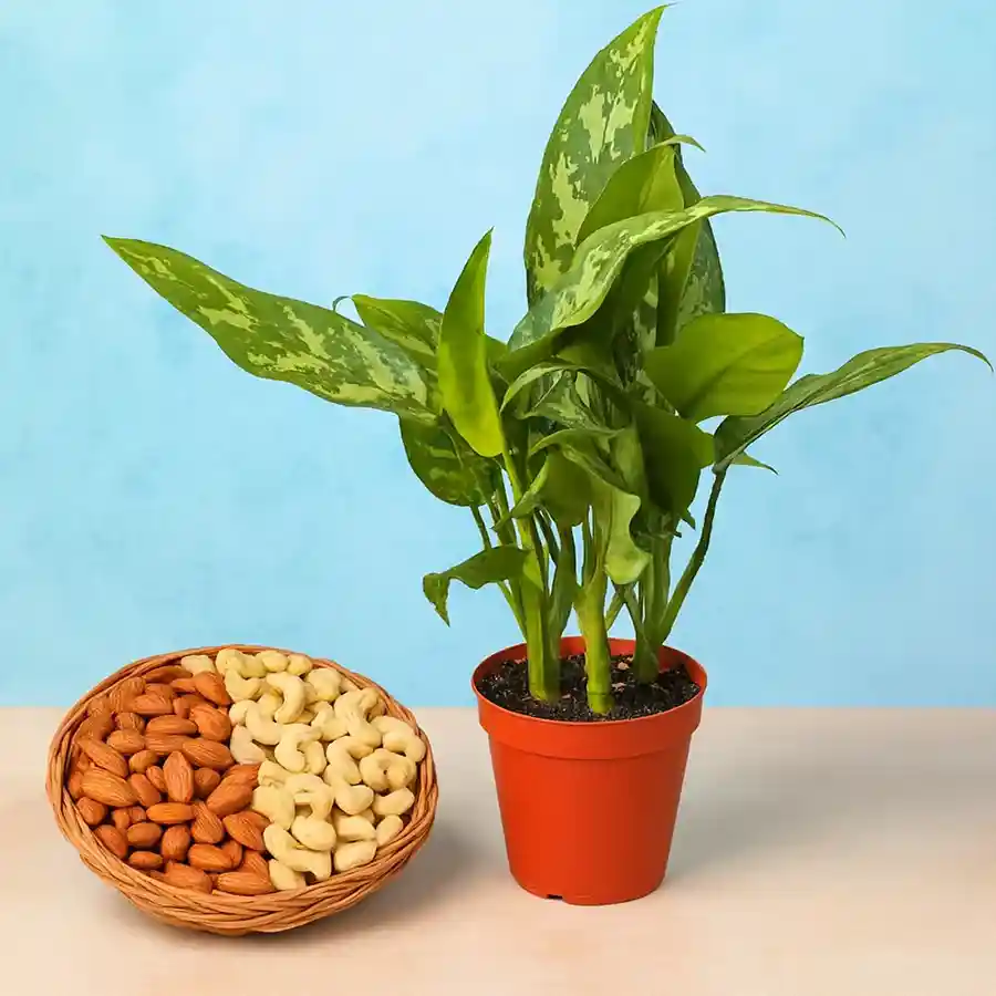 Air Purifying Aglaonema Modestum plant with cashews and almonds in a brown pot.
