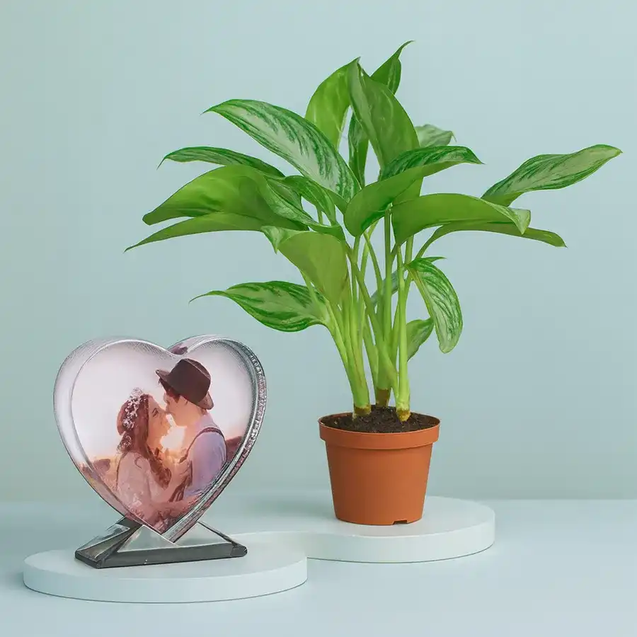 Heartfelt Aglaonema Modestum plant with a personalized heart glass table top in a brown pot, perfect for indoor décor and air purification.