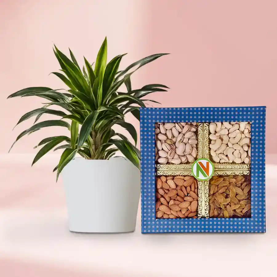 Lush Warneck Dracaena plant in black tub paired with assorted dried fruits, perfect gift for loved ones.