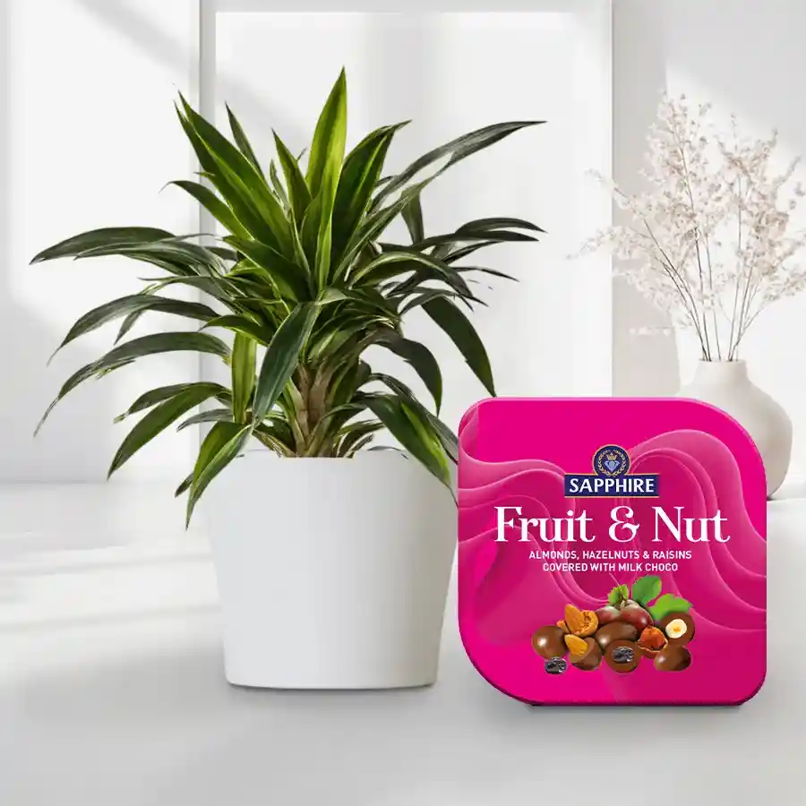 Air Purifying Warneck Dracaena plant in white pot with Sapphire Fruit n Nut Tin, creating a serene indoor ambiance.