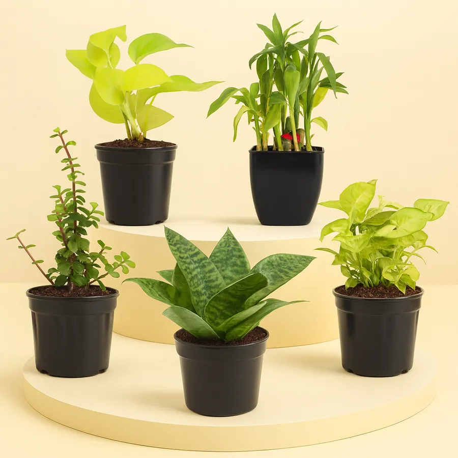Collection of five air-purifying plants including Green Sansevieria, 2-Layer Lucky Bamboo, Jade Plant, Syngonium, and Money Plant in black tubs.