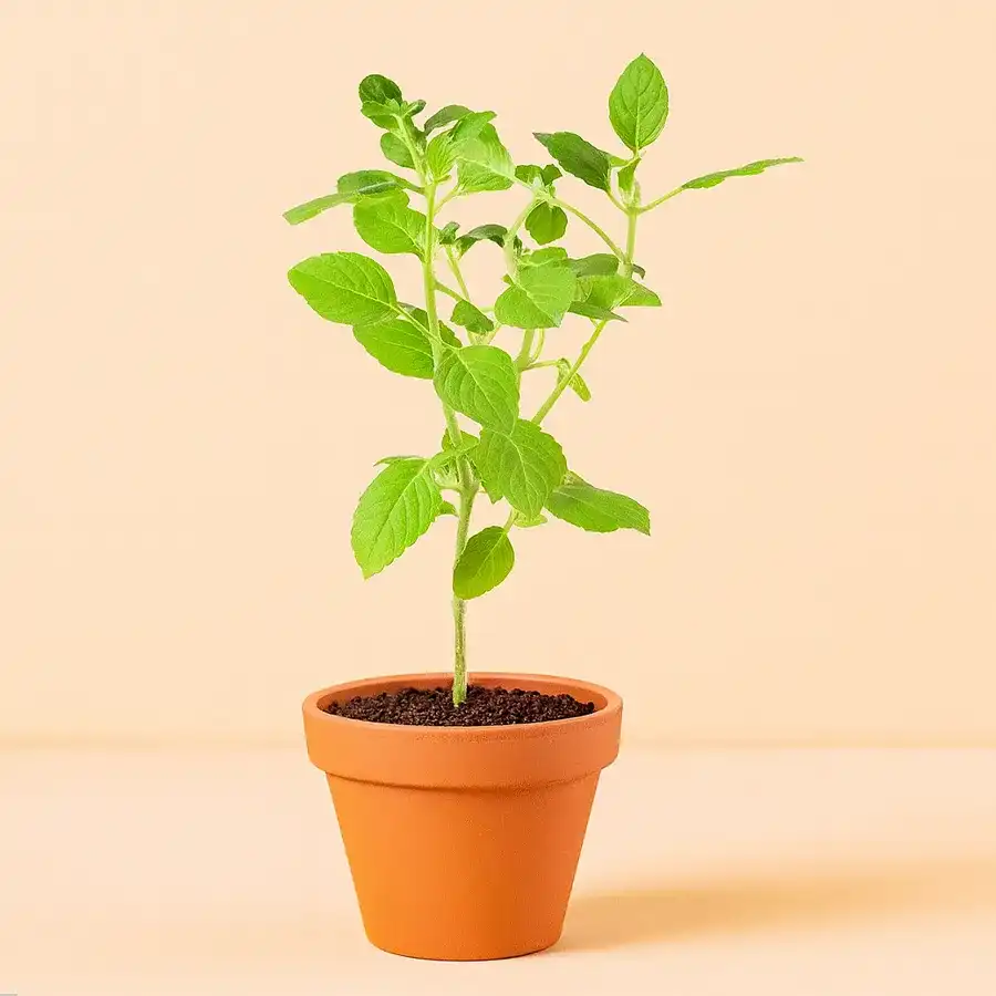 Evergreen Vringraj Plant in a charming brown pot, promoting hair growth and health.