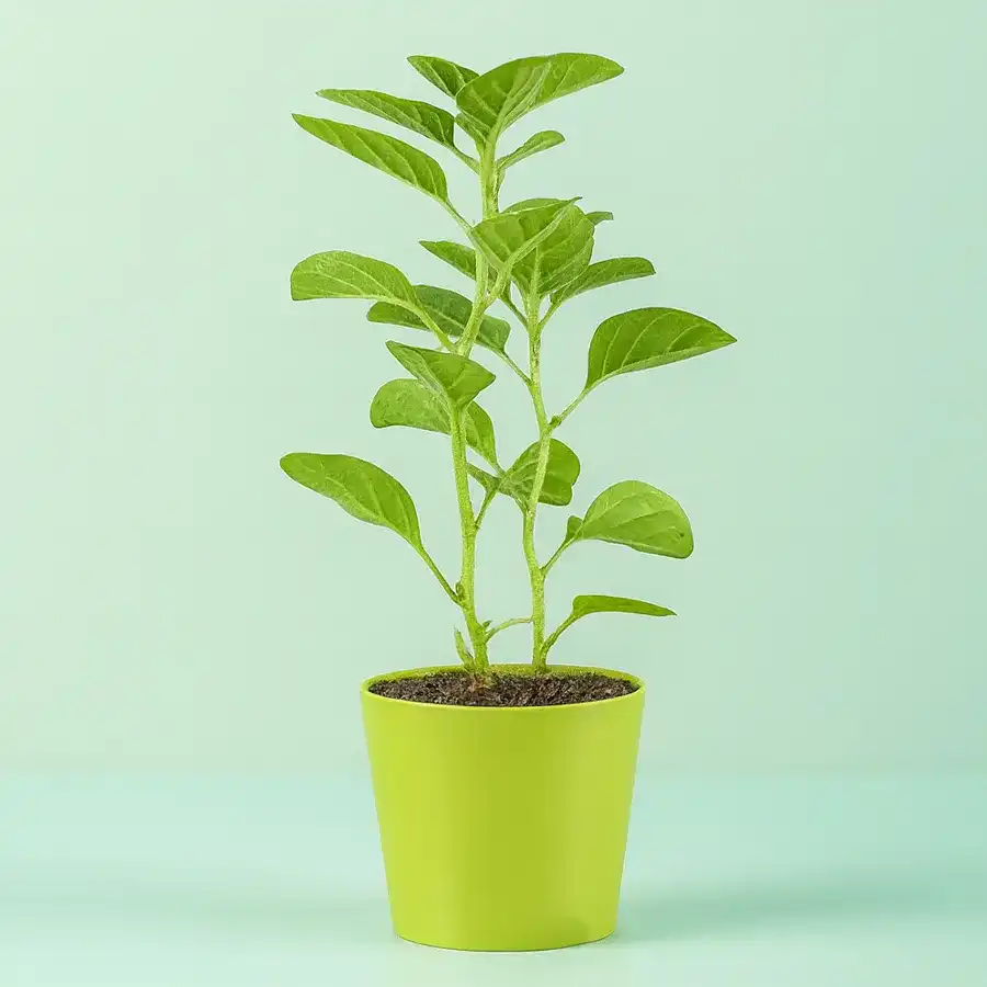 Lively Ashwagandha Plant in a vibrant green pot, perfect for gifting and promoting wellness.