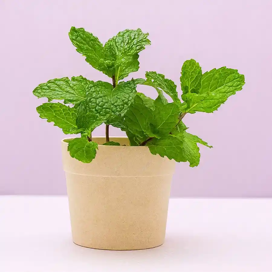 Bright green Pudina plant in a chic white pot, perfect for indoor use.