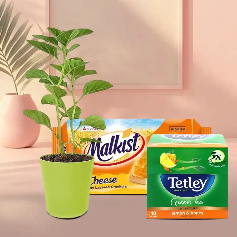 Green Serenity wellness gift combo with Ashwagandha, Tetley Green Tea, and Malkist Crackers in a charming green pot.