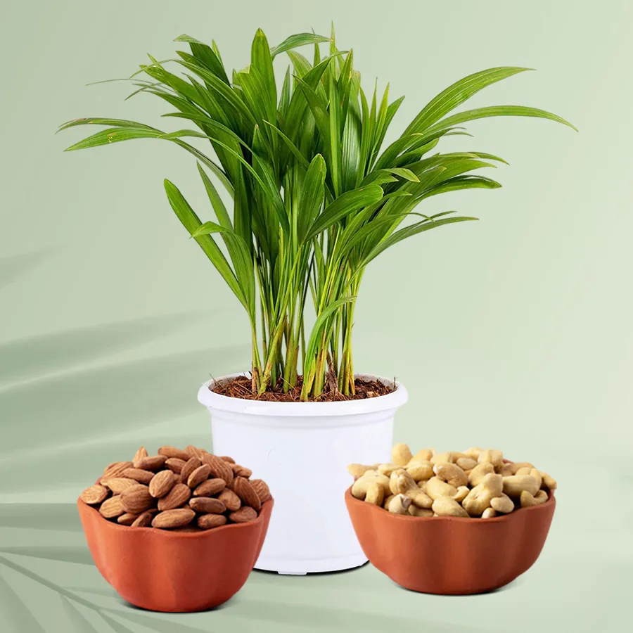 Areca Palm Plant paired with almonds and cashews in a white pot.