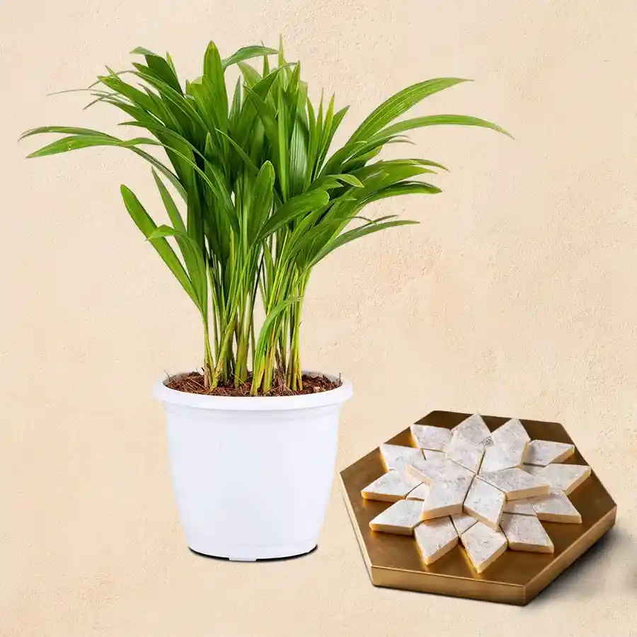 Areca Palm plant in a white pot paired with Kaju Katli treats.