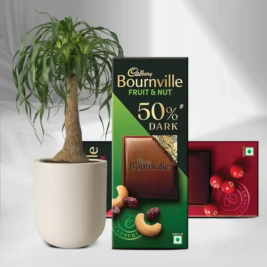 Pony Tail Palm Plant paired with Bournville chocolate treats in a stylish white pot.
