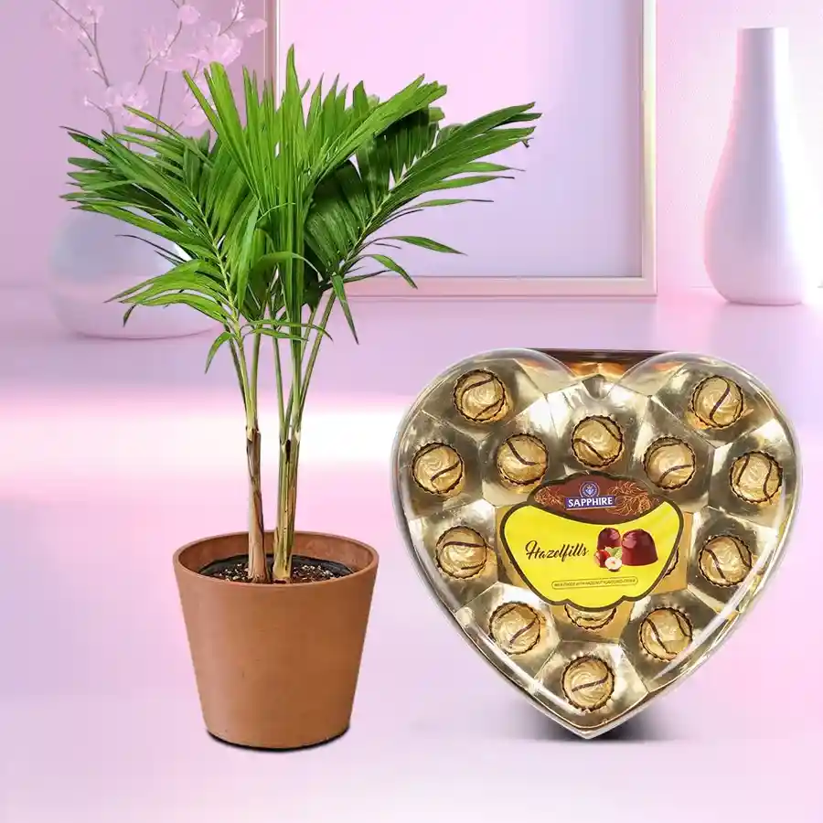 Air Purifying Christmas Palm Plant with Sapphire Hazelfills Chocolates