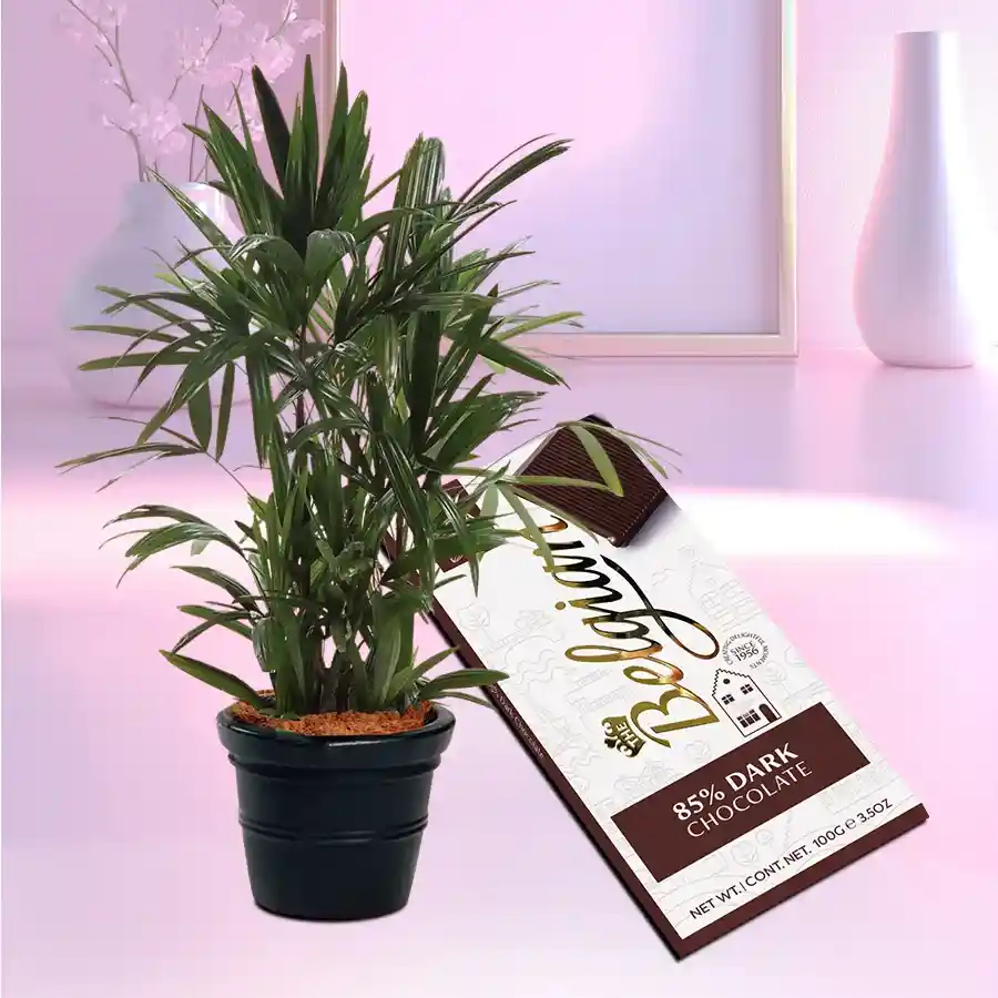 Hue of Green Broadleaf lady Palm Plant paired with Belgian 85% dark chocolate in a black pot.