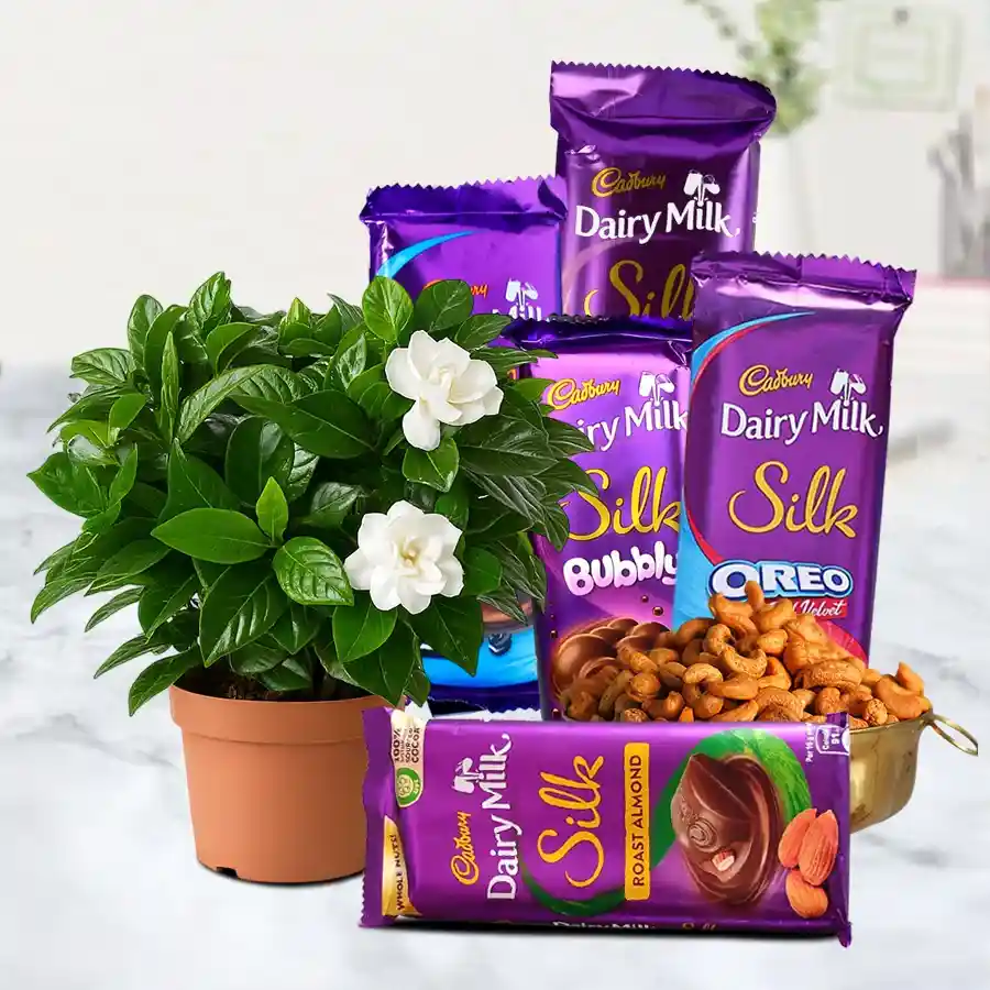 Stunning Portulaca Plant with Masala Cashews and Cadbury chocolate in a brown pot.