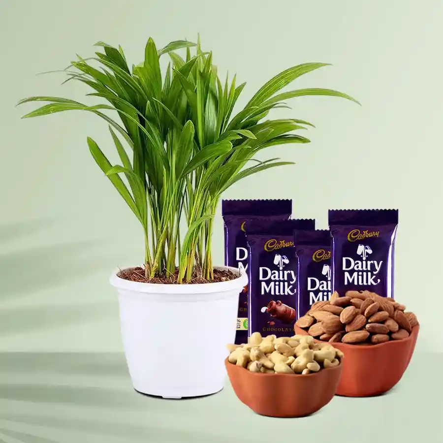 Areca plant in a white pot with cashews, almonds, and Dairy Milk chocolates.
