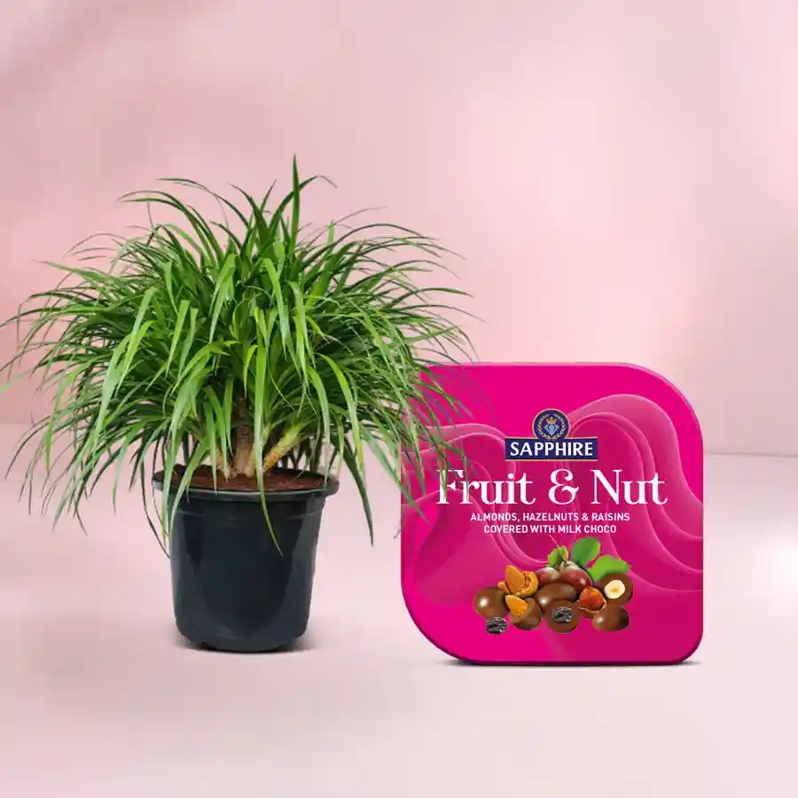 Radiant Dracena plant in black pot with sapphire fruit and nut tin.