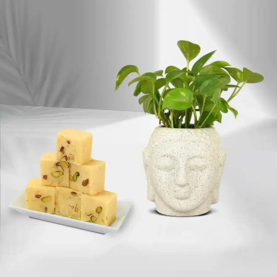 A beautiful Money Plant in a Buddha face pot paired with a 200g box of Soan Papdi, perfect for gifting.