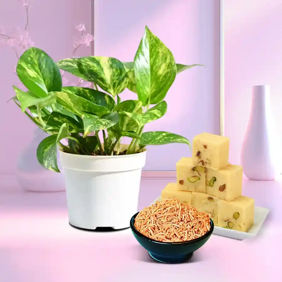 Good Luck Money Plant with Bhujia and Soan Papdi gift set.