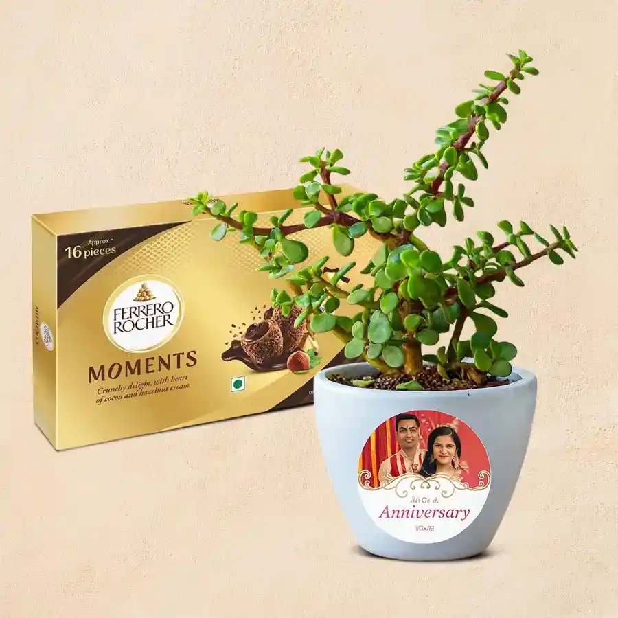 Wonderful jade plant with personalized pot and Ferrero Rocher chocolates on display.