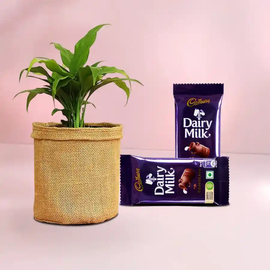 Jute-Wrapped Peace Lily Plant with Dairy Milk Chocolate combo.
