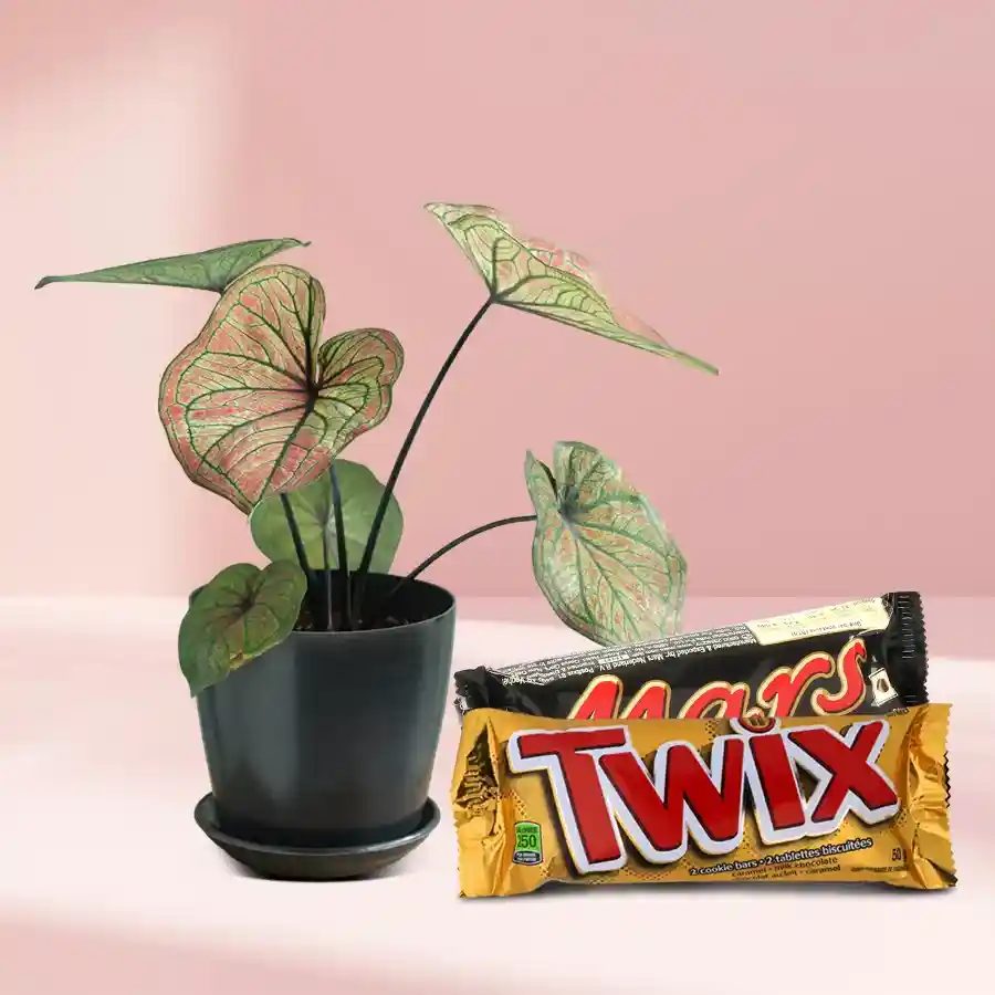 A beautiful combo of caladium plants and chocolates, perfect for gifting.
