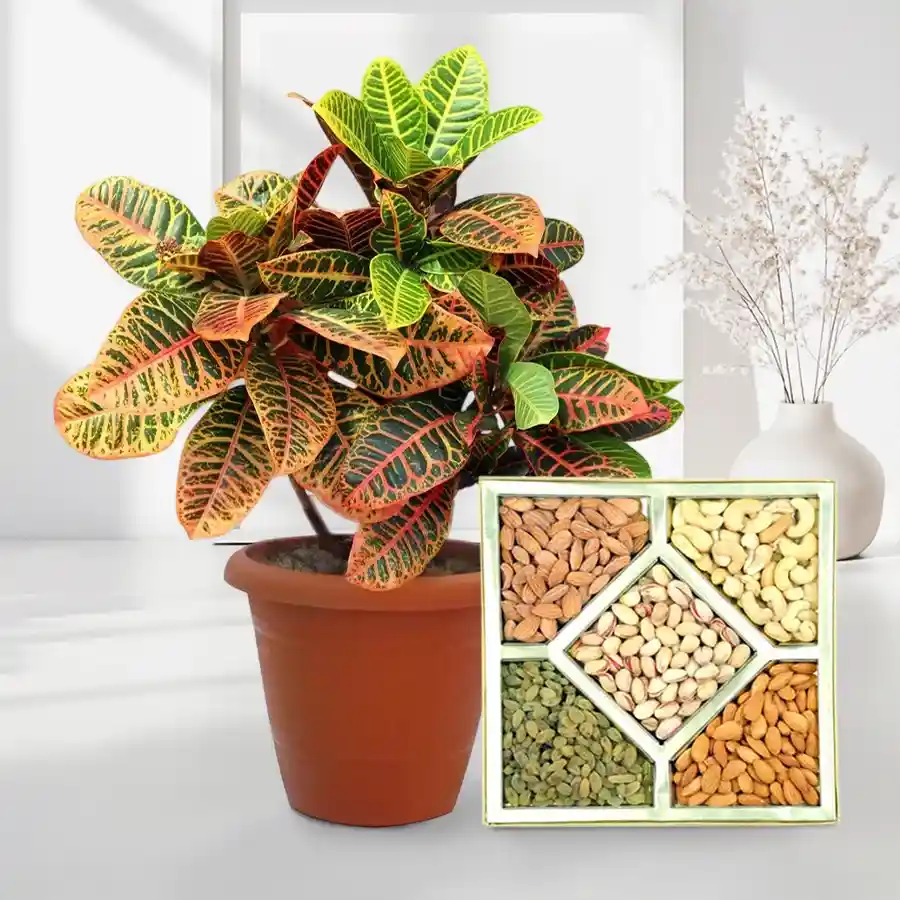 Lush Crotons Plant in a brown pot with assorted dry fruits pack.