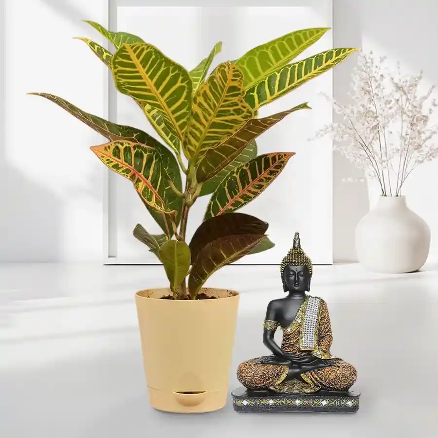 Exotic Crotons Plant and Sitting Buddha Idol gift set.