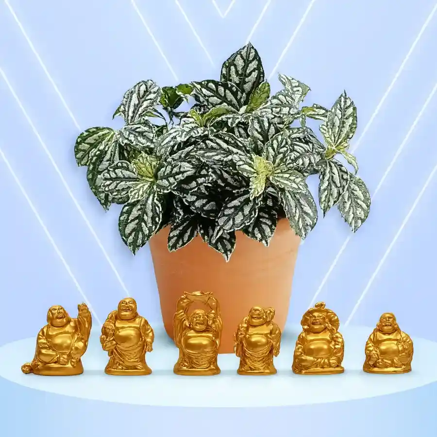 Aluminium plant paired with six Laughing Buddha figures in a brown pot, symbolizing joy and prosperity.