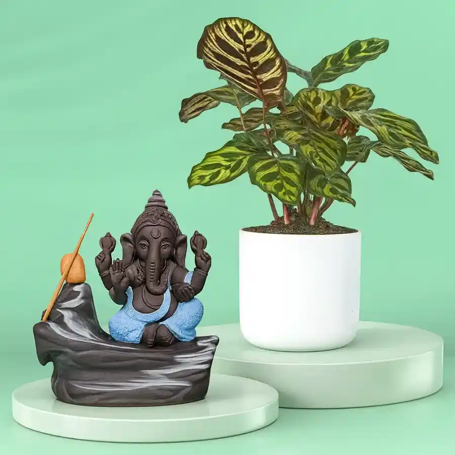 Joyful Calatheas Plant and Bal Ganesha Smoke Fountain Showpiece combo in a white pot, symbolizing love and positivity.