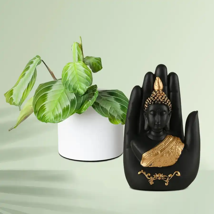 Serene Maranta Plant and Handcrafted Palm Buddha Combo Set.