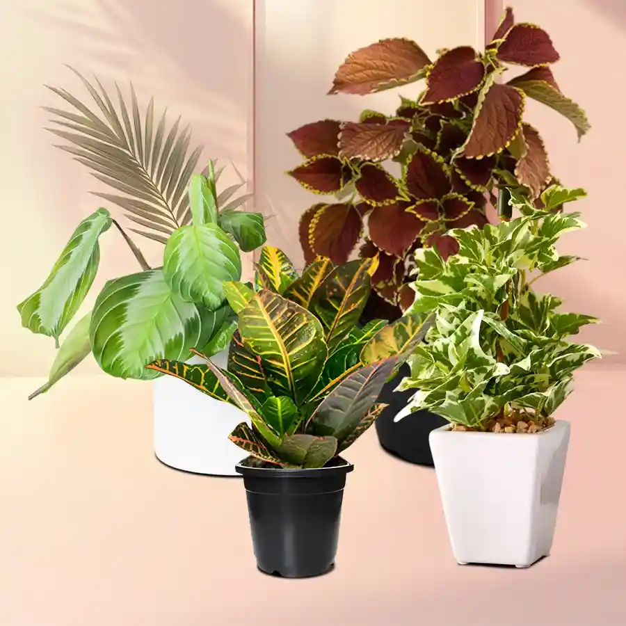 A charming selection of four indoor house plants in stylish plastic pots, perfect for gifting and enhancing home decor.