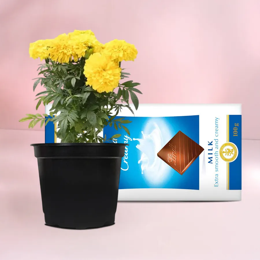 A vibrant marigold plant paired with a 100g Lindt chocolate bar, symbolizing joy and affection.