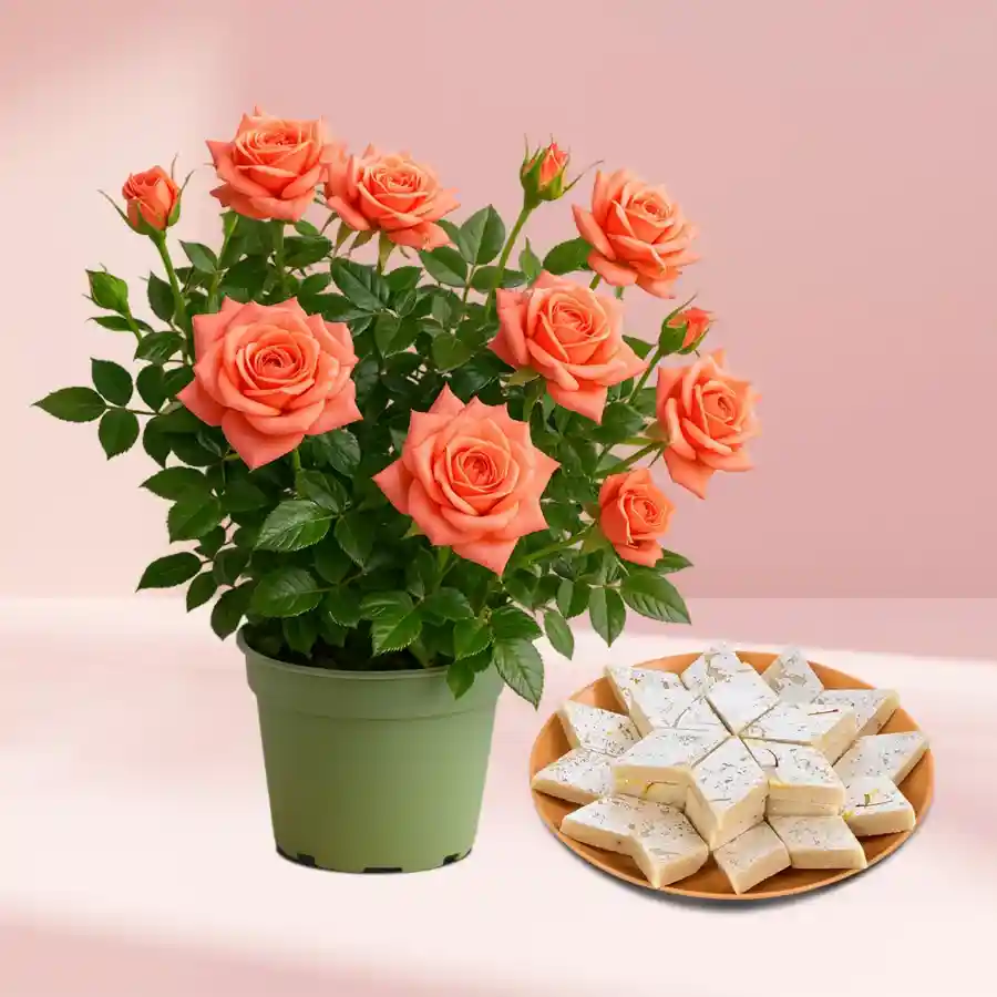 A charming combo of a rose plant in a green tub and a box of Kaju Katli, symbolizing joy and affection.