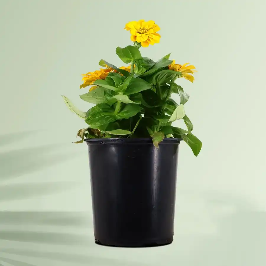 A vibrant zinnia plant in a black tub, perfect for outdoor gifting.