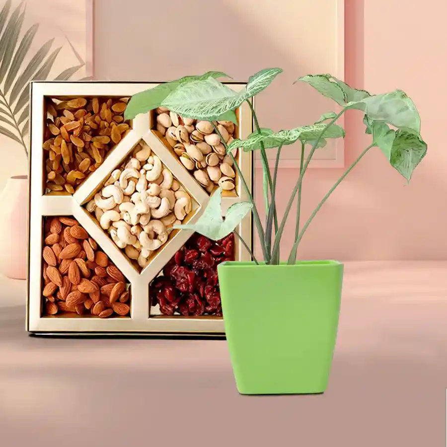 A beautiful Syngonium plant in a green tub accompanied by assorted dry fruits, perfect for gifting.