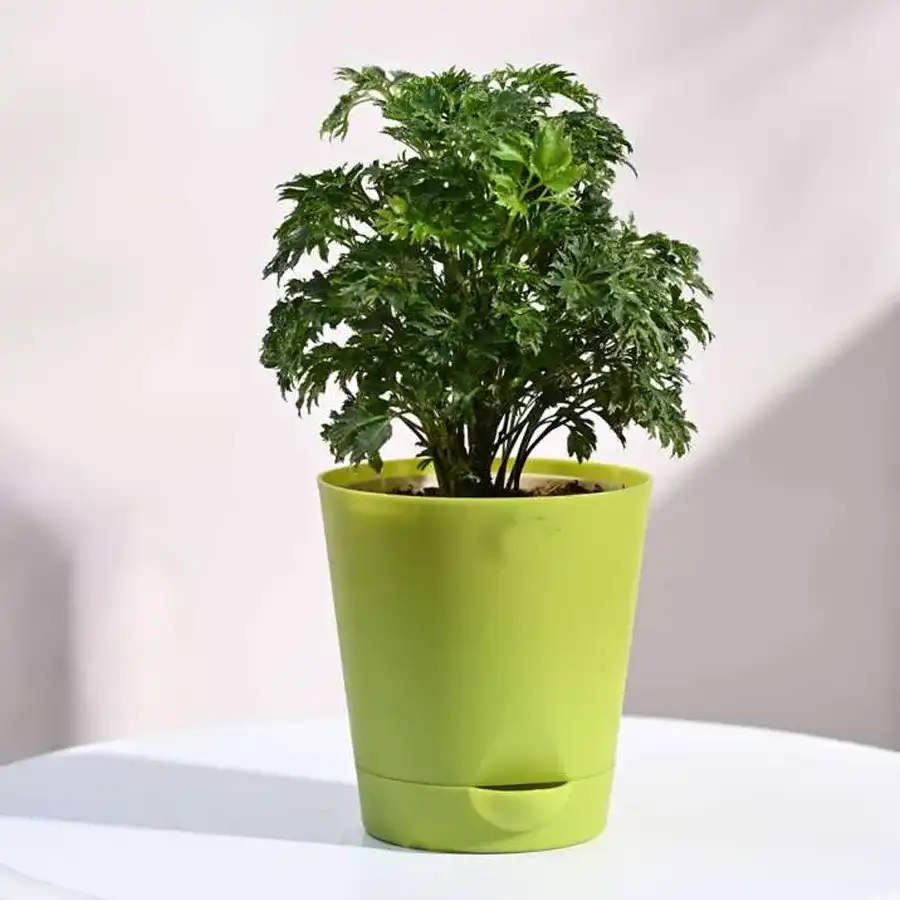 Indoor Aralia Plant in a green tub, perfect gift for loved ones.